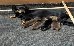 Miniature Dachshund dogs for sale: KC Reg, Health tested, miniature Dachsund Puppies - Image 21
