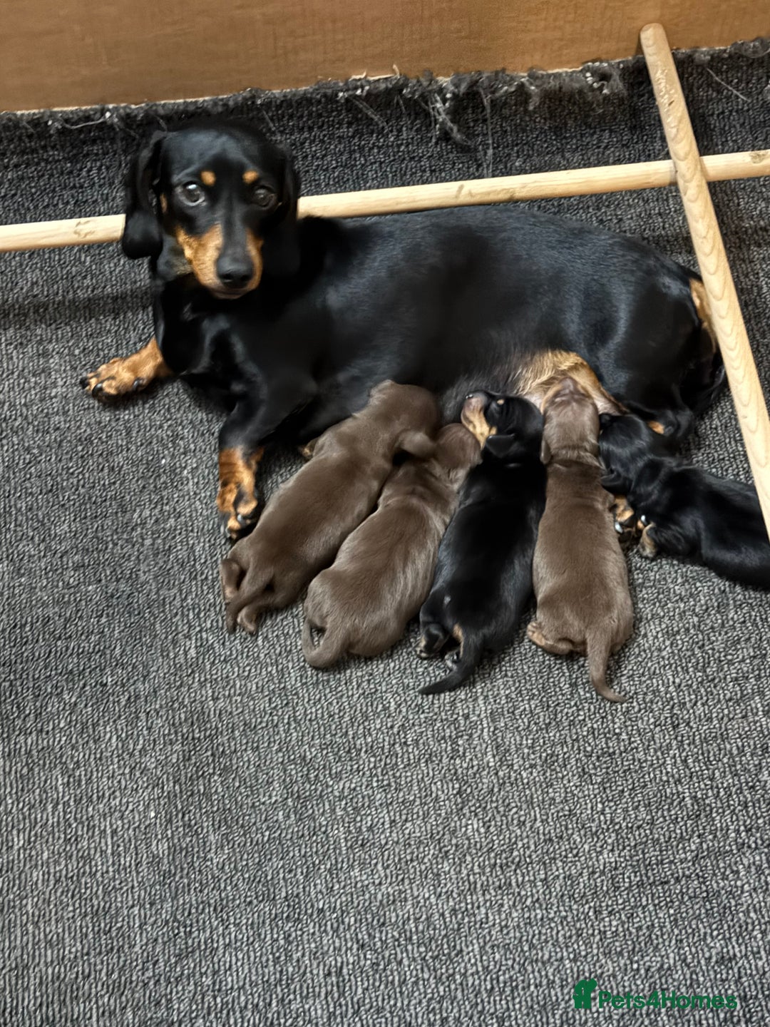 Miniature Dachshund dogs for sale: KC Reg, Health tested, miniature Dachsund Puppies - Image 21