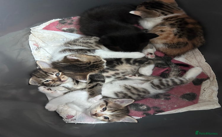 Mixed Breed cats - Advert 3