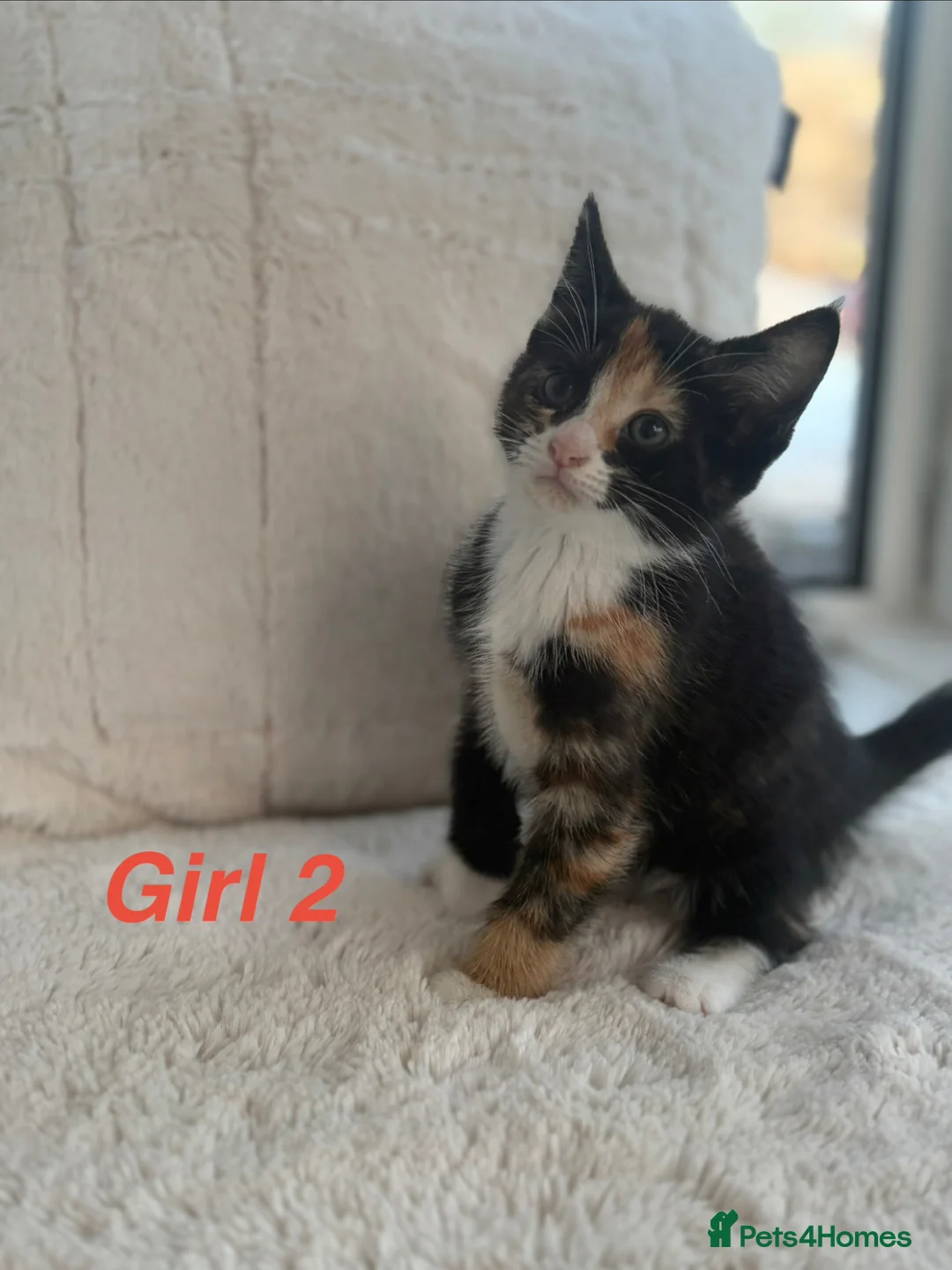 Mixed Breed cats for sale: Adorable female kitten looking for a loving home - Advert 4