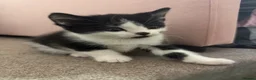Mixed Breed cats for sale: Black and white kittens  - Advert 5
