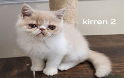 Exotic cats for sale: Registered Brothers  - Image 25