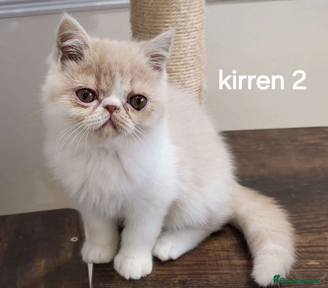 Exotic cats for sale: Registered Brothers  - Image 25