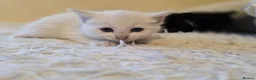Mixed Breed cats for sale: White kitten - Advert 9