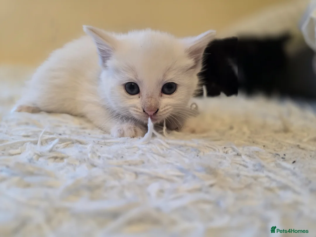Mixed Breed cats for sale: White kitten - Advert 9
