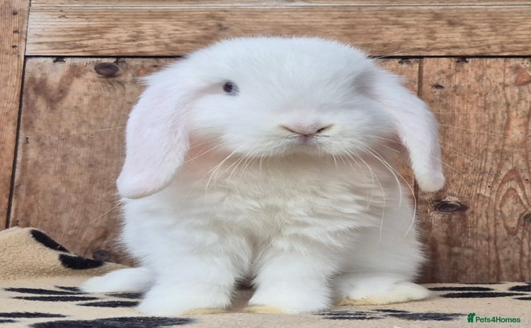 Mini Lop rabbits - Advert 16