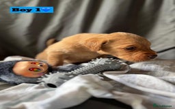 Labrador Retriever dogs for sale: 🐶 8 Gorgeous KC Labrador Puppy’s 🐶 - Image 13
