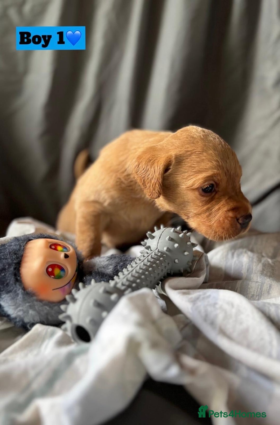 Labrador Retriever dogs for sale: 🐶 8 Gorgeous KC Labrador Puppy’s 🐶 - Image 13