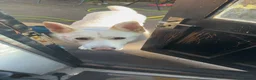 German Shepherd dogs for stud: ⭐️*RARE WHITE* GSD 4 Stud ⭐️ - Advert 4