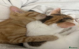 Mixed Breed cats for sale: 2 Adorable Friendly Kittens For A Forever Home - Image 10