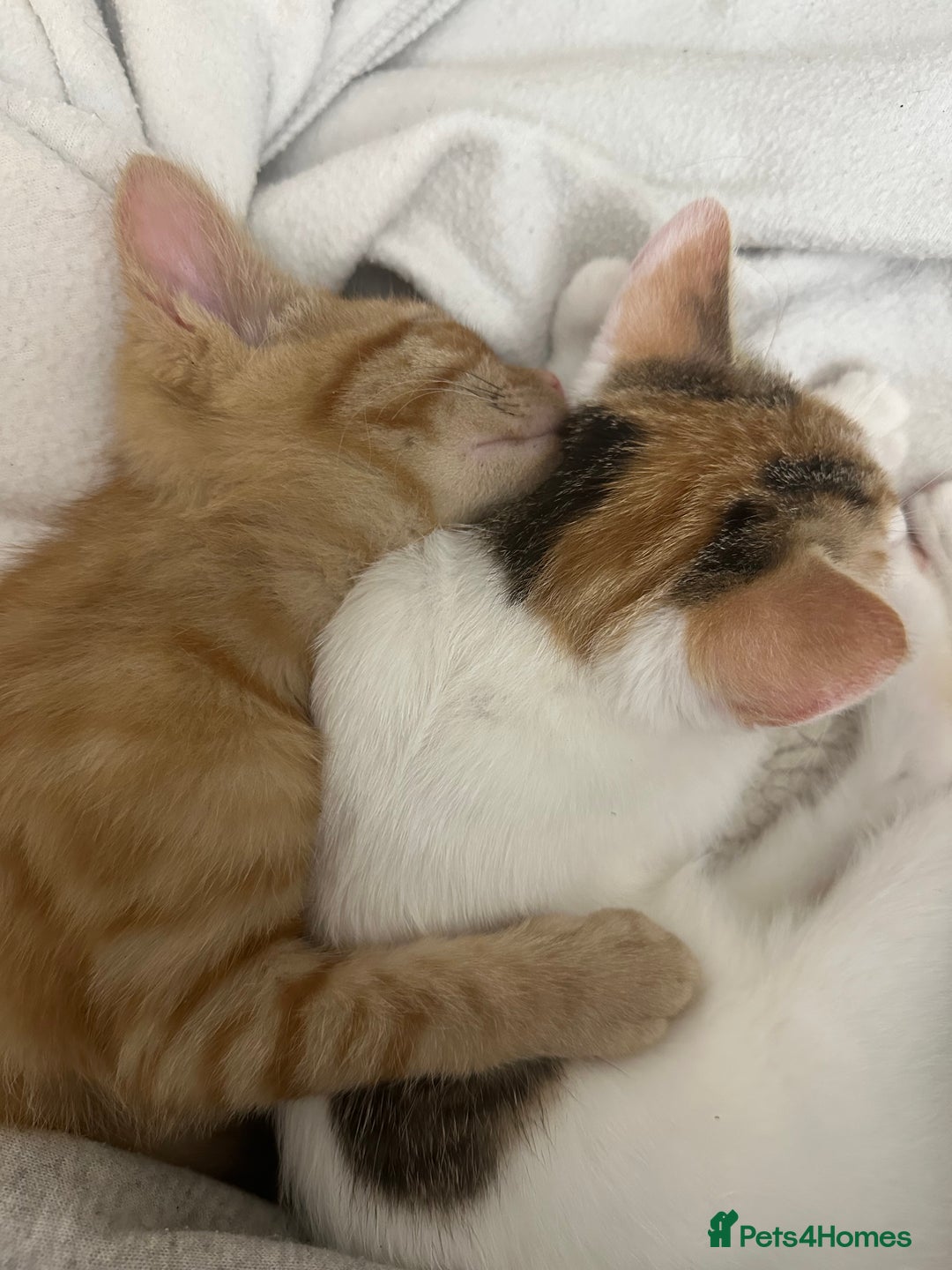 Mixed Breed cats for sale: 2 Adorable Friendly Kittens For A Forever Home - Image 10