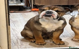 English Bulldog dogs for sale: Lovely boy needs new home - Image 2