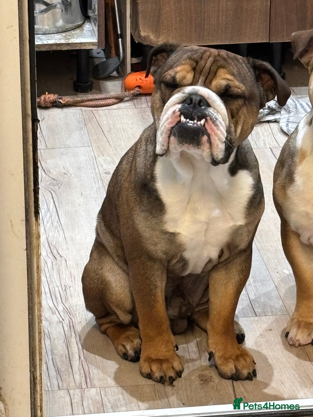 English Bulldog dogs for sale: Lovely boy needs new home - Image 2