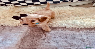 Mixed Breed dogs - Advert 3