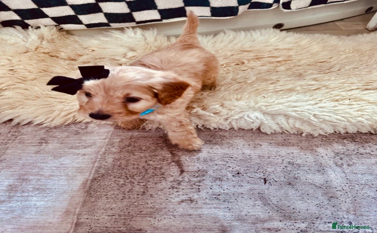 Mixed Breed dogs - Advert 1