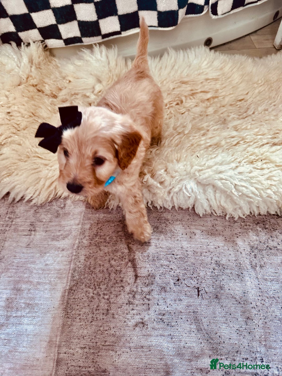 Mixed Breed dogs for sale: Beautiful Sproodle puppies stunning  - Image 1