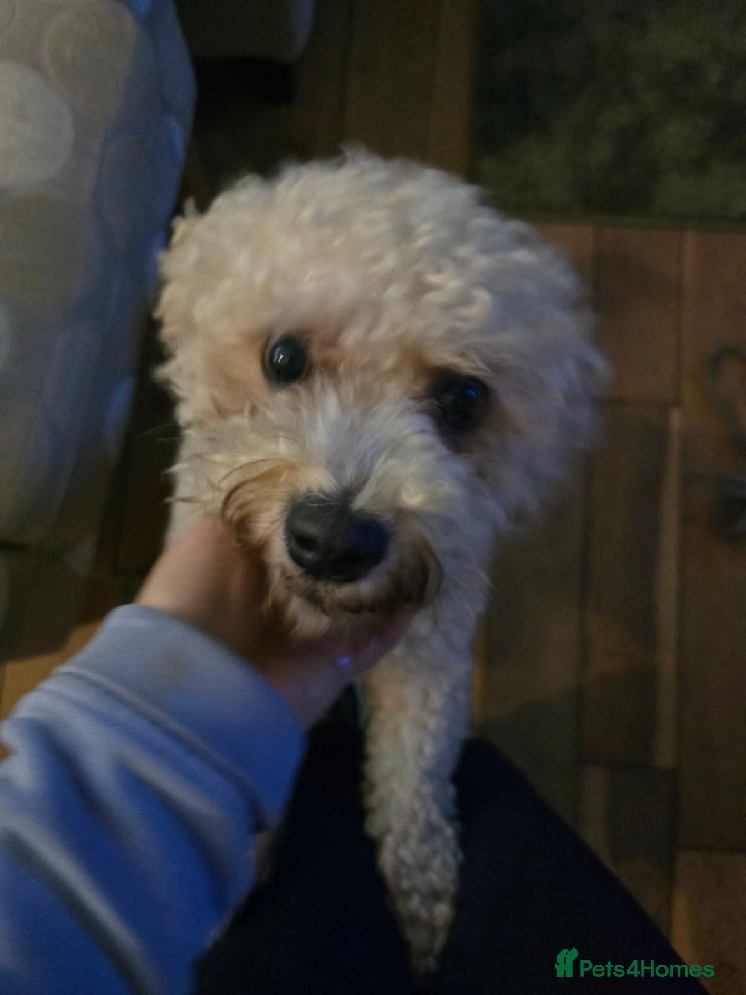 Mixed Breed dogs for adoption: DAISY & BILLY - BONDED PAIR  - Advert 13