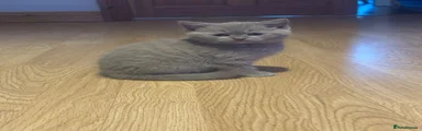British Shorthair Kitten 1