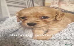Cockapoo dogs for sale: 4 outstanding cockerpoos  - Image 30