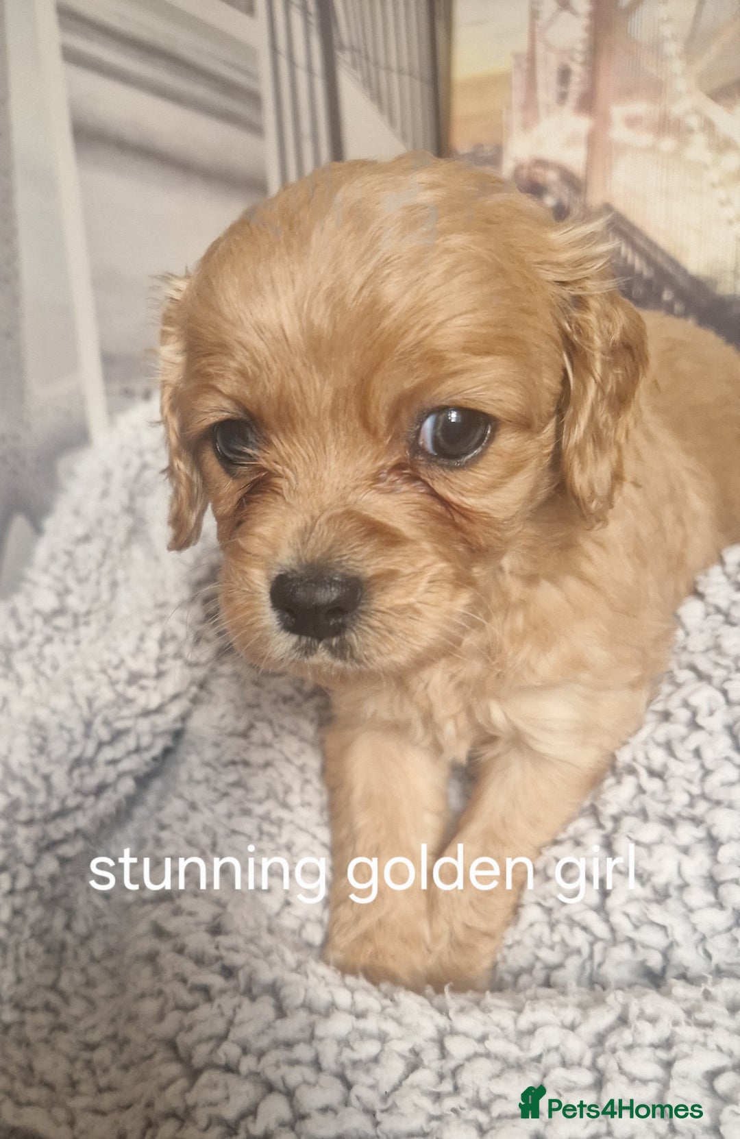 Cockapoo dogs for sale: 4 outstanding cockerpoos  - Image 30