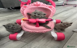 British Shorthair cats for sale:  👑 GCCF Purebred British Shorthair kittens 👑 - Image 2