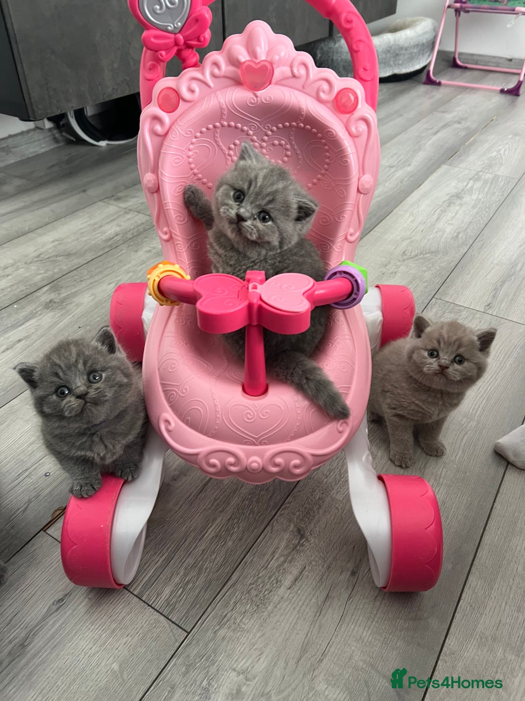 British Shorthair cats for sale:  👑 GCCF Purebred British Shorthair kittens 👑 - Image 2