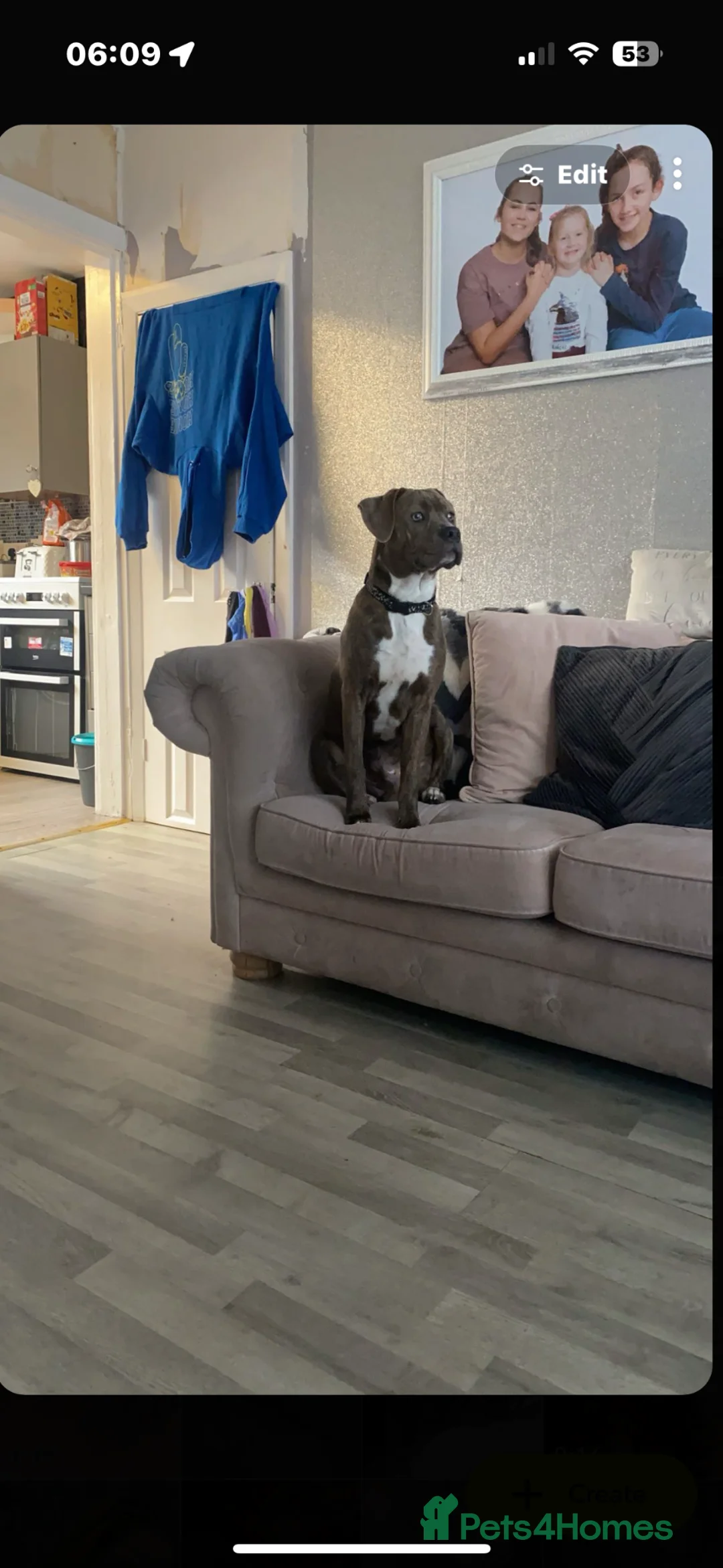 Mixed Breed dogs for sale: His name is Enzo - Advert 2