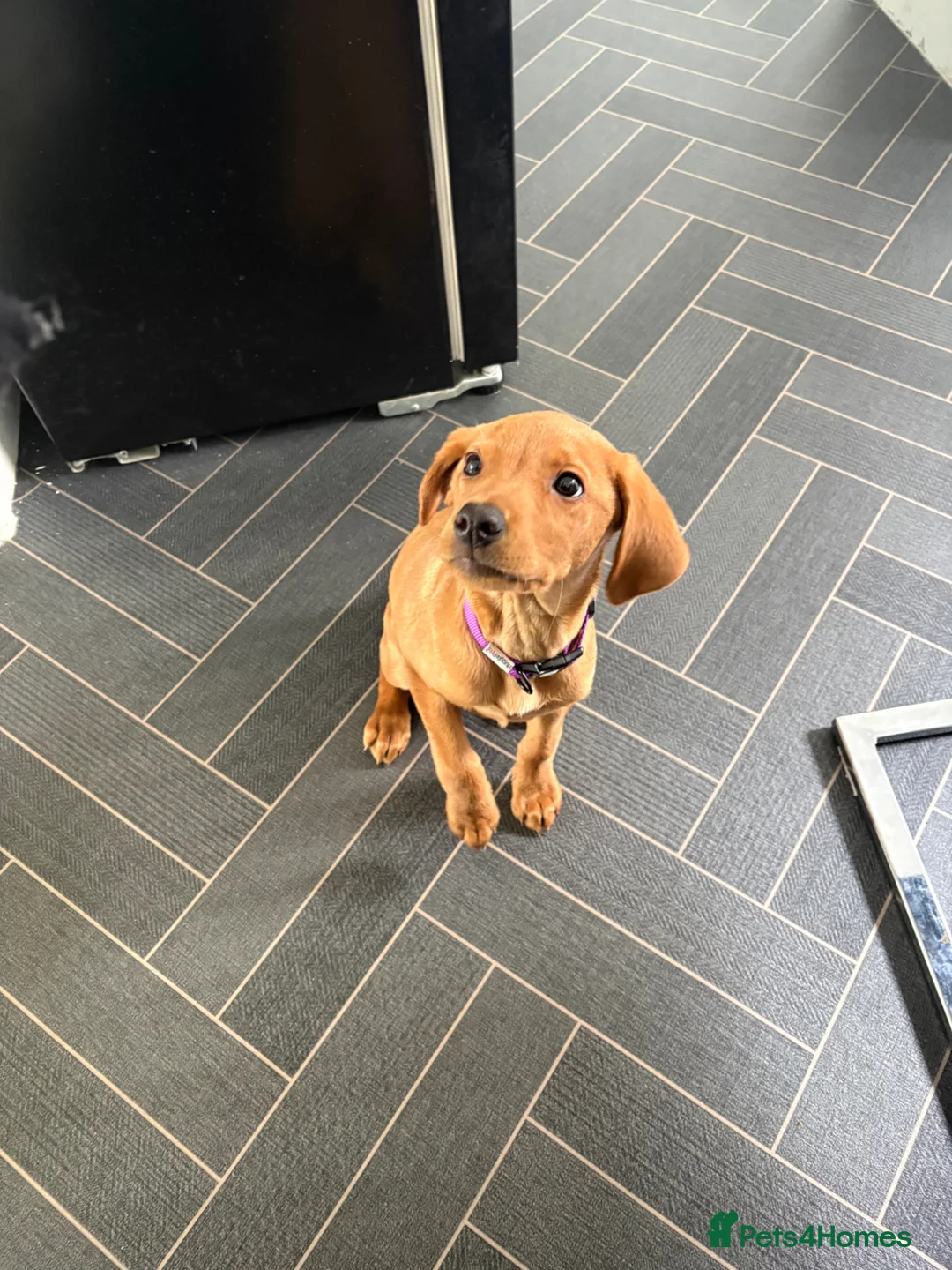 Labrador Retriever dogs for sale: Female Labrador  - Advert 3