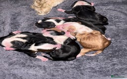 Tibetan Terrier dogs for sale: KC fully health tested exceptionally bred Tibetan  - Advert 6