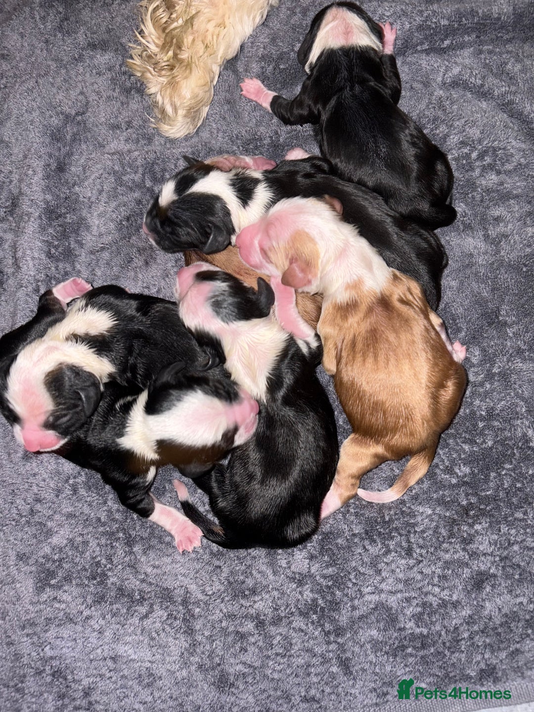 Tibetan Terrier dogs for sale: KC fully health tested exceptionally bred Tibetan  - Advert 6