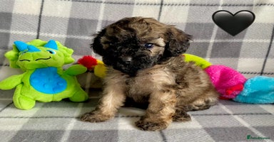 Cavapoo dogs - Advert 13