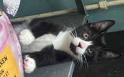 Domestic Shorthair cats for adoption: Adopt from Cats in Crisis East London  - Image 1
