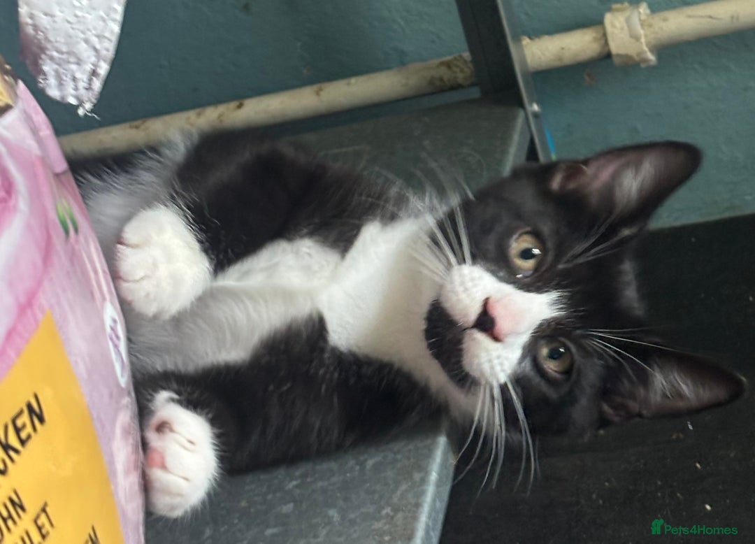 Domestic Shorthair cats for adoption: Adopt from Cats in Crisis East London  - Image 1