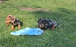 Miniature Dachshund dogs for sale: affectionate dapples sausages minis - Image 7