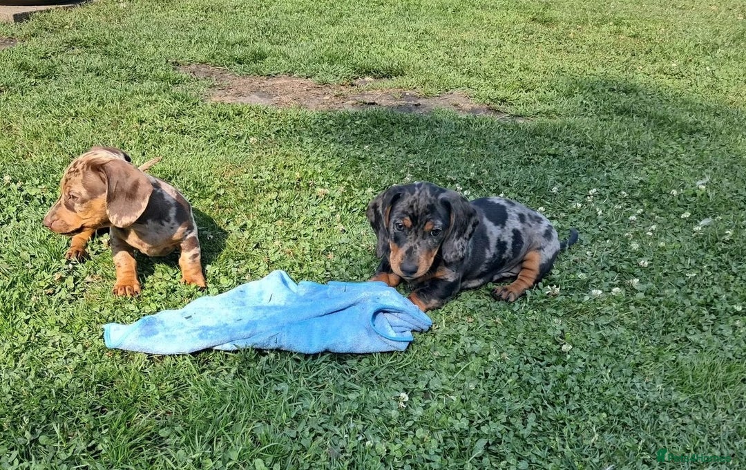 Miniature Dachshund dogs for sale: affectionate dapples sausages minis - Image 7