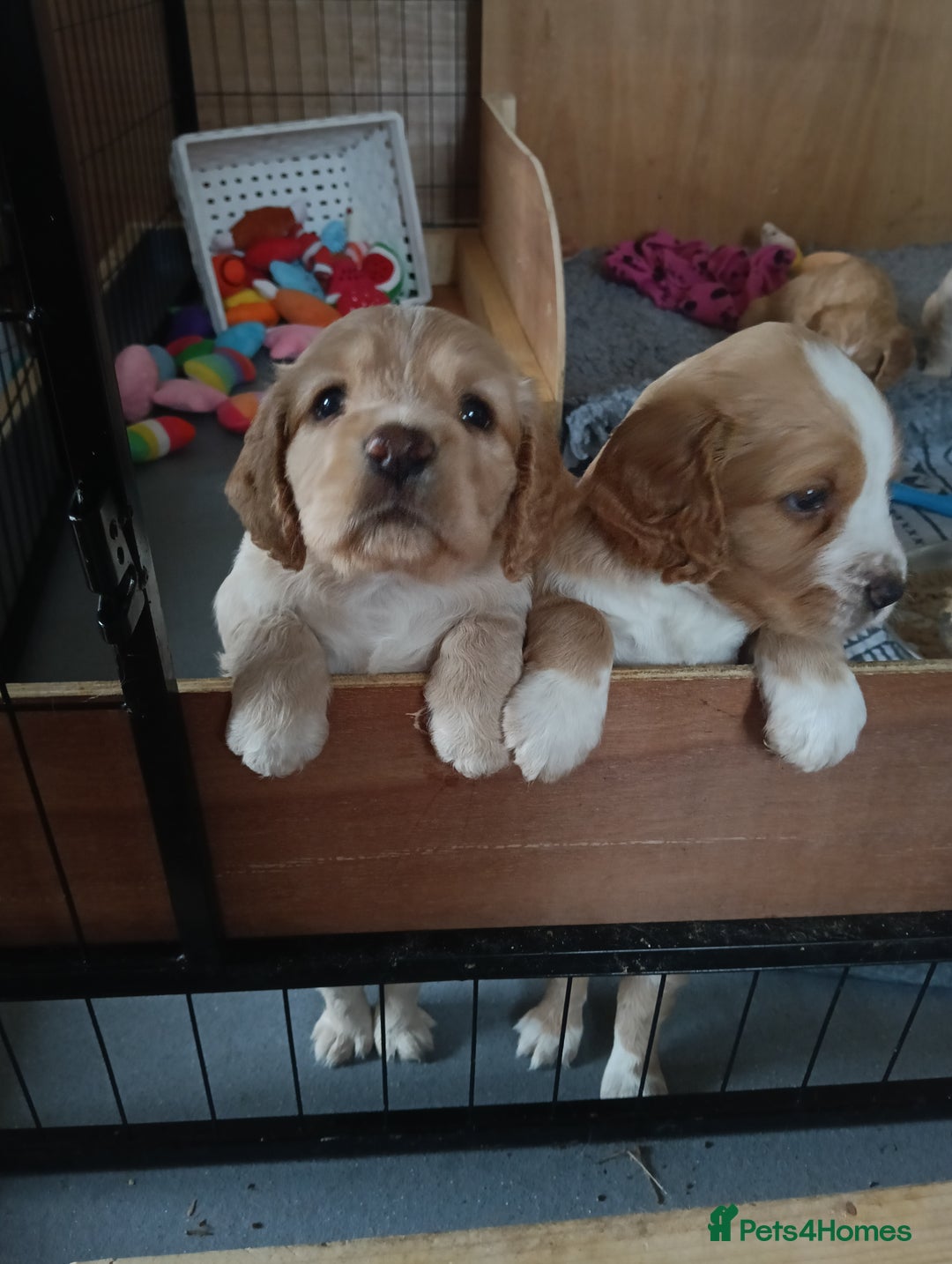 Cocker Spaniel dogs for sale: Cocker spaniels  - Image 2