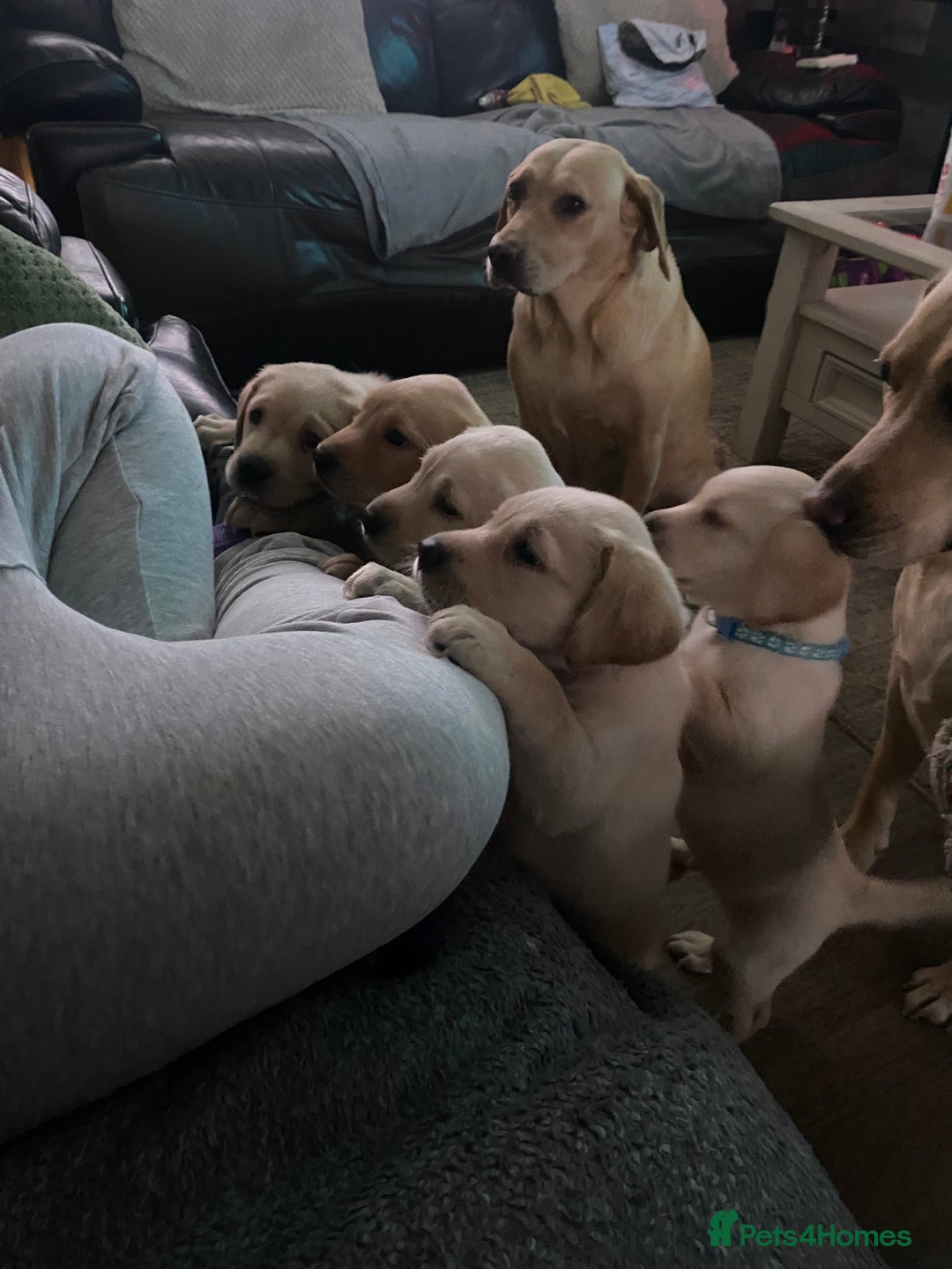 Labrador Retriever dogs for sale: Labrador puppies  - Image 14