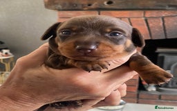Miniature Dachshund dogs for sale: Smooth Coat Mini Dachshund - Image 4