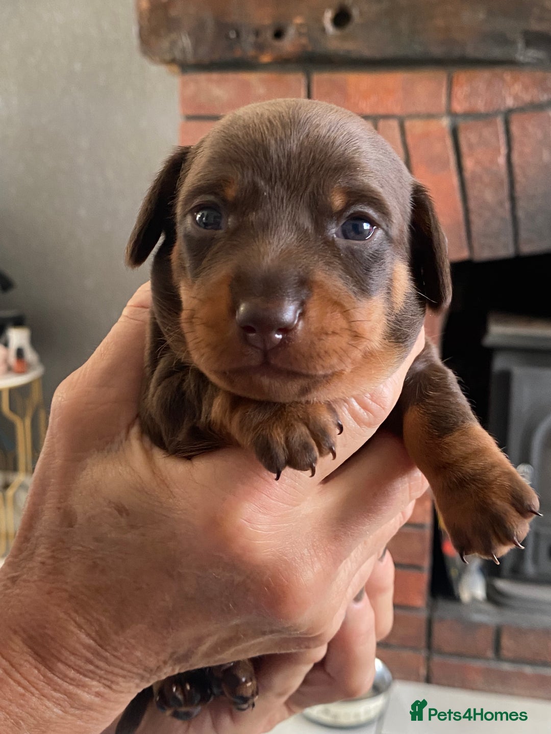 Miniature Dachshund dogs for sale: Smooth Coat Mini Dachshund - Image 4