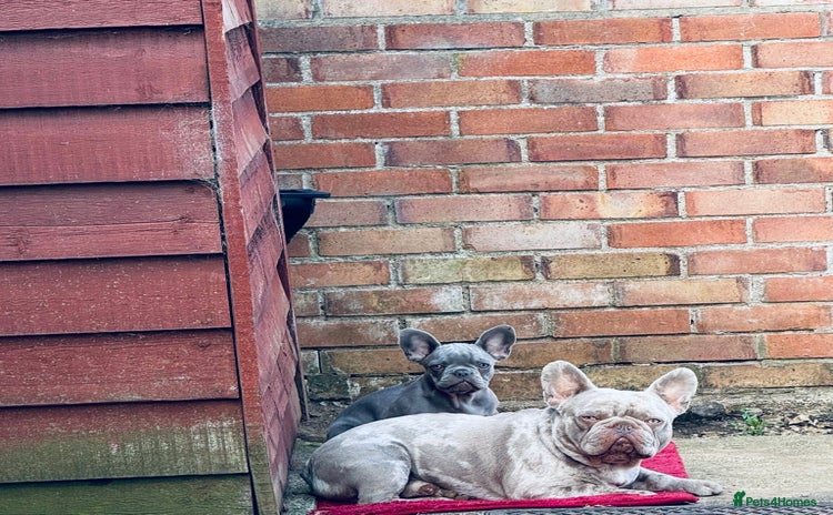 French Bulldog dogs - Advert 10
