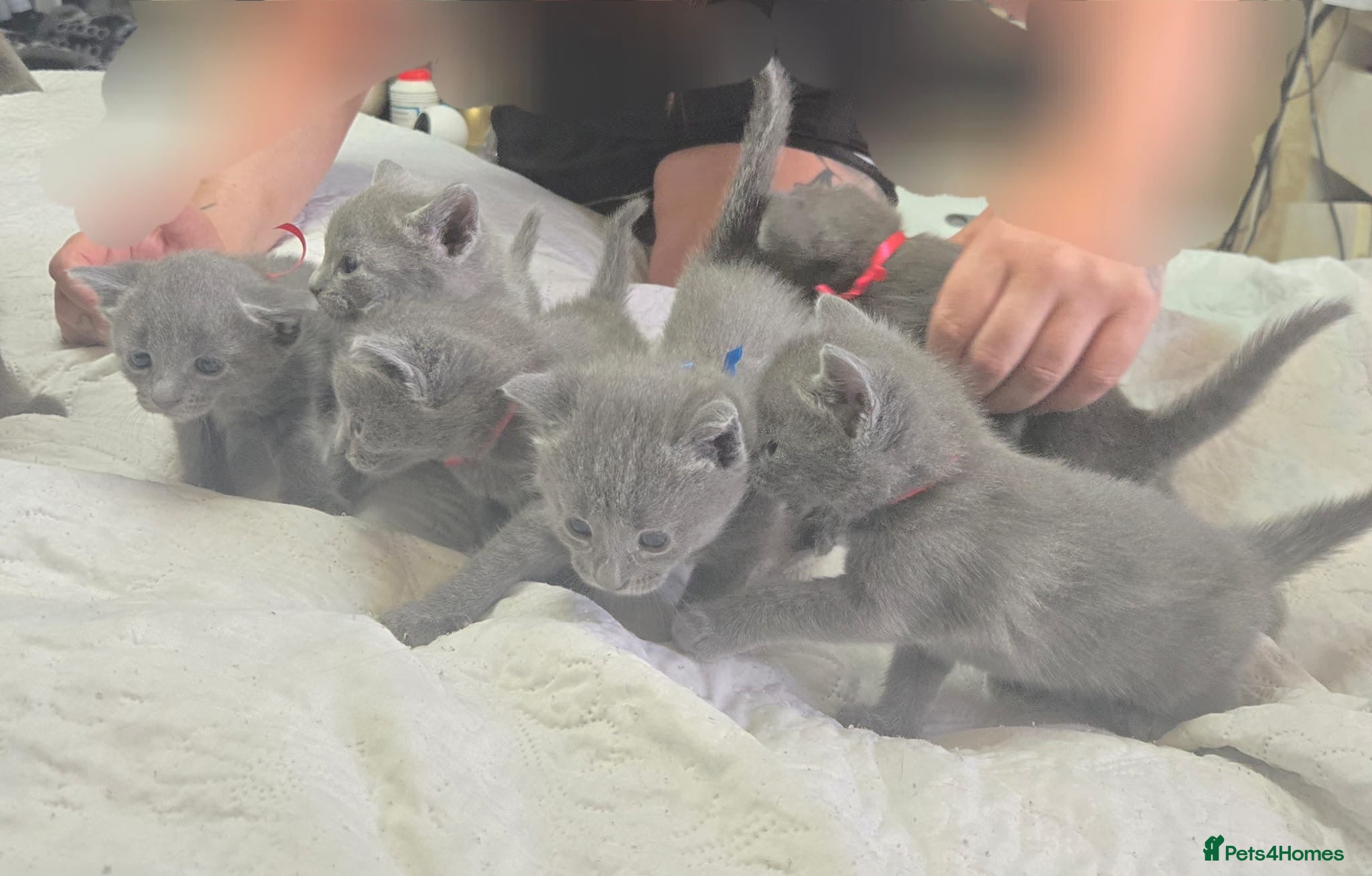 Russian Blue cats for sale: Blue Russian kittens - Advert 25