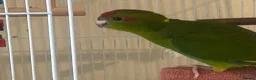Parakeets birds for sale: Kakariki Parrots in Blyth - Advert 3