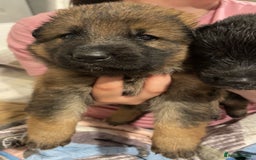 German Shepherd dogs for sale: This gorgeous boy needs a chance  - Image 8