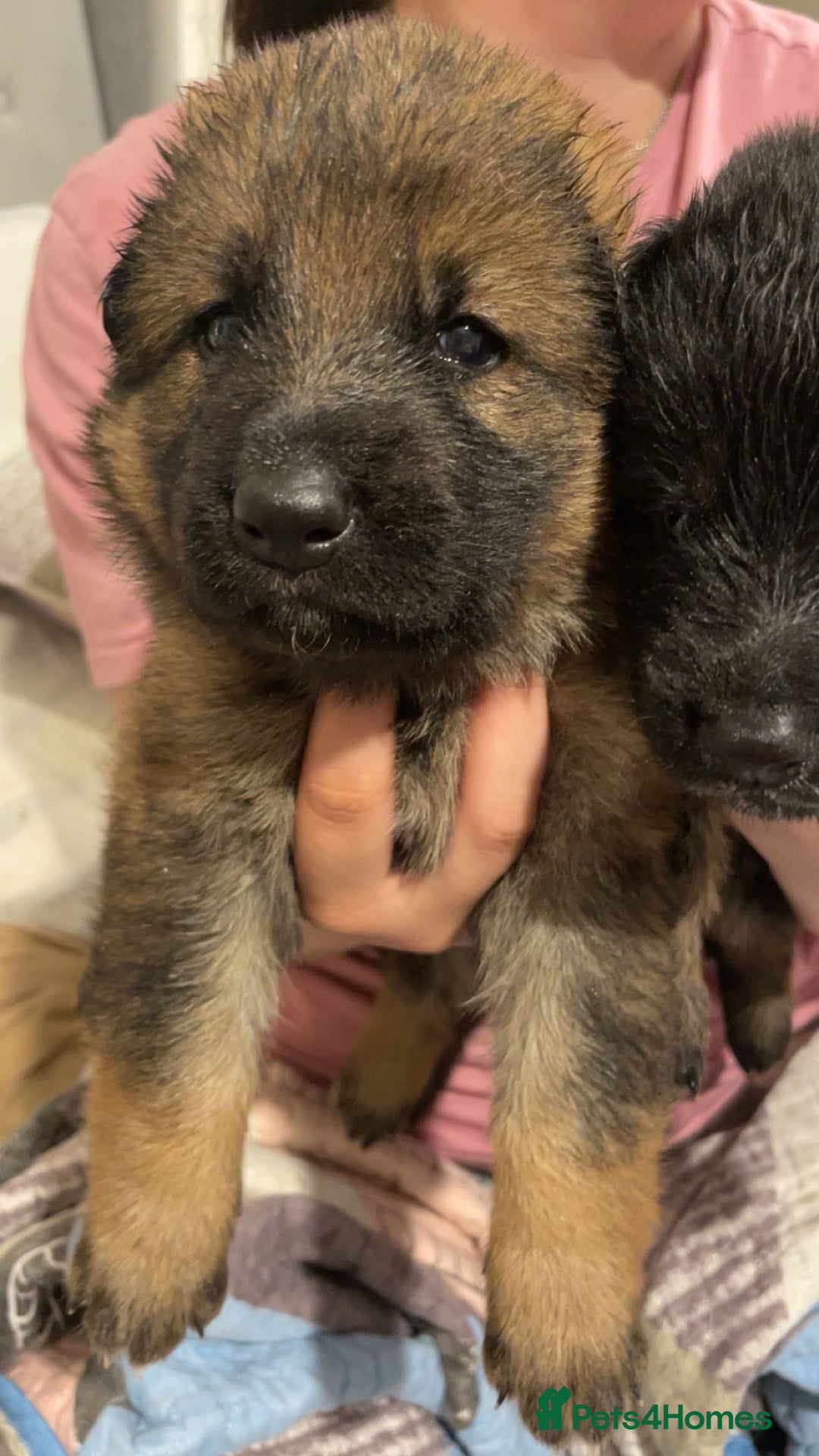 German Shepherd dogs for sale: This gorgeous boy needs a chance  - Image 8