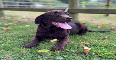 Labrador Retriever dogs - Advert 7