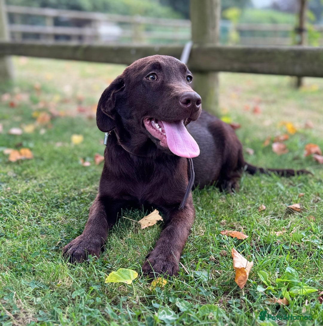 Labrador Retriever dogs for sale: Beautiful Dark Chocolate Labrador Retriever Bitch  - Image 3