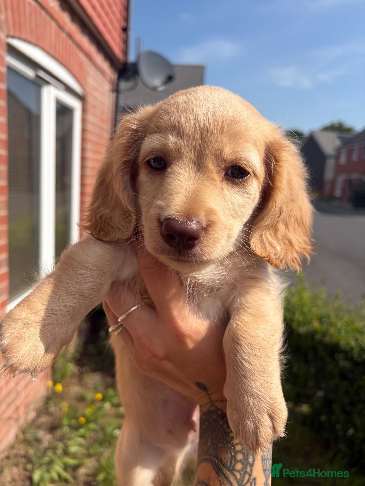 Miniature Dachshund dogs Ready to leave Stunning long hair KC registered 🐾 - Advert 3