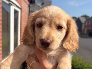 Miniature Dachshund dogs Ready to leave Stunning long hair KC registered 🐾 - Advert 3