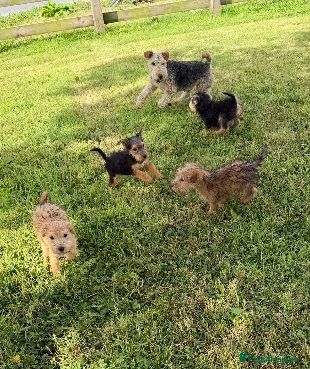 Lakeland Terrier dogs Lakeland Terrier pups - Advert 2