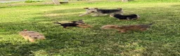 Lakeland Terrier dogs for sale: Lakeland Terrier pups - Advert 1